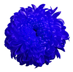 Blue chrysanthemum flower, white isolated background with .