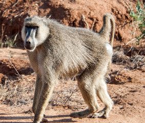 Baboon in Tsavo East National Park, Kenya