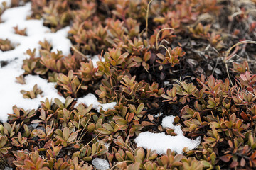 Small plants grow on volcanic underground