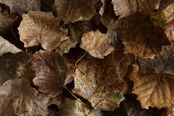 Dry leafs background, close up