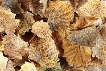 Dry leafs background, close up