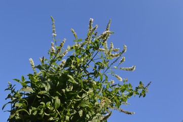 Fresh mint in herb garden
