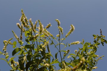 Fresh mint in herb garden
