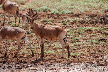 Naklejka na ściany i meble Kudu, Tsavo East National Park, Kenya