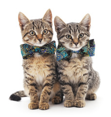 Kittens in butterflies.