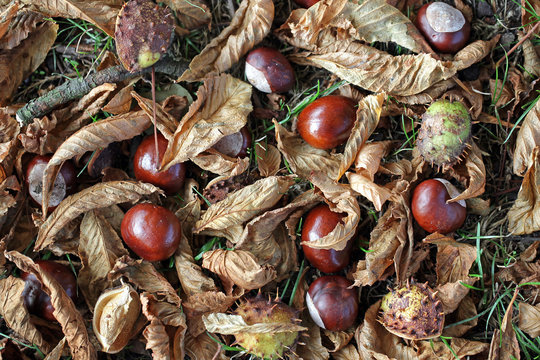 Conkers, leaves and shells on the ground under a Horse Chestnut tree.