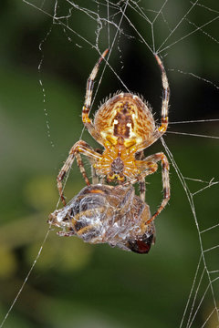Close-up, macro photo of a spider on a web with its captured hoverfly.