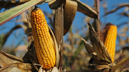 Maize Ready for Harvest