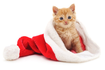 Kitten in the Christmas hat.