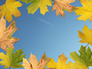 Maple leaves on a background of blue sky 