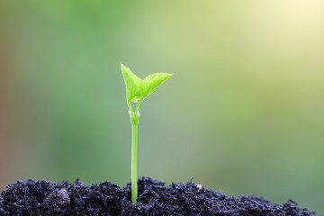 Growing plant