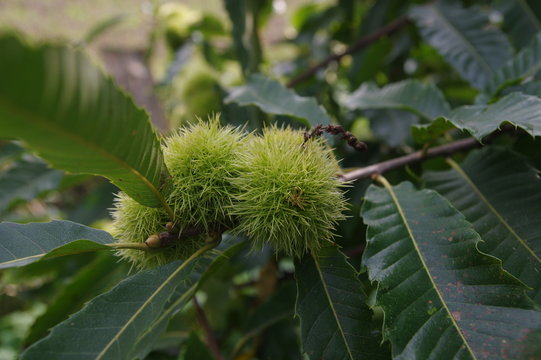 E&szlig;kastaneinbaum