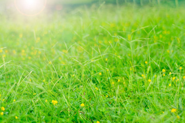 Abstract background of green meadow with yellow flowers and sun light
