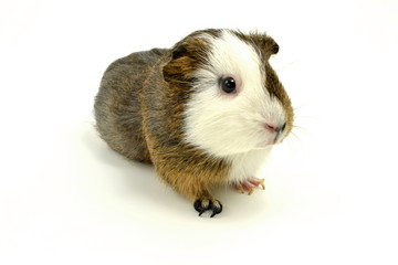 świnka morska © robert6666