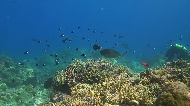 Rebreather diver on a coral reef with plenty fish