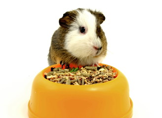 świnka morska © robert6666