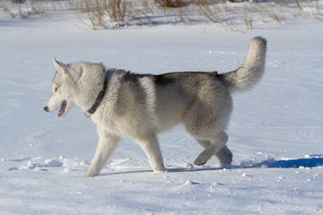 siberian husky