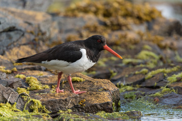 Austernfischer, Eurasian oystercatcher, Haematopus ostralegus