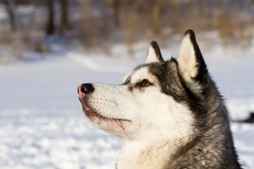 siberian husky