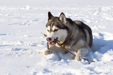 siberian husky