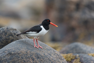 Austernfischer, Eurasian oystercatcher, Haematopus ostralegus