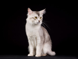 Obraz premium Purebred Somali cat