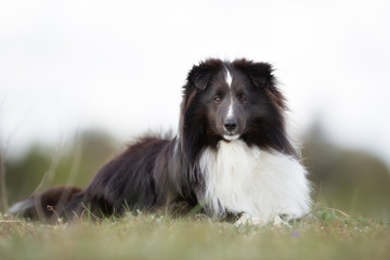 Shetland Sheepdog outdoors in nature