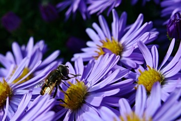 Hoverfly (Syrphidae) sitting on Aromatic aster flower (Symphyotrichum oblongifolium)