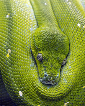 close-up of a green tree python