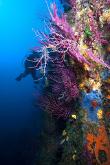 Fototapeta na wymiar Diver underwater in the mediterranean sea