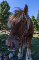 cheval à crinière blonde