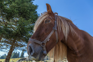 cheval à crinière blonde