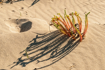 Plant growing in the sand of Simos beach in Elafonisos island, Greece