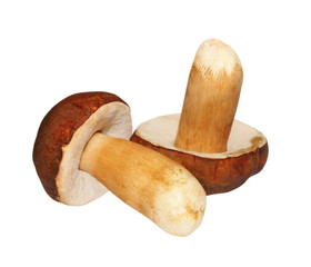 Edible mushroom Boletus Edulis isolated on white background