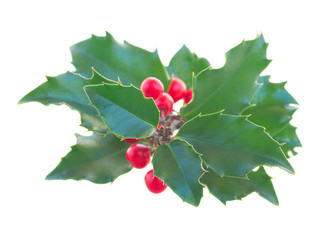 Holly branch