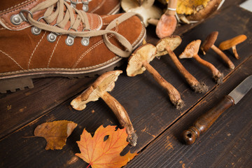 Selbergesammelte Pilze