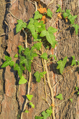 Old tree bark texture