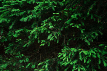 Branches of blue spruce. Christmas decoration