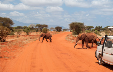Elephants in Tsavo East National Park, Kenya