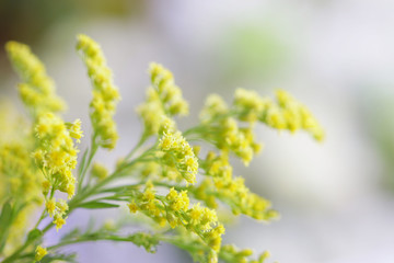 Yellow flower