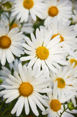 white flowers of decorative chamomiles growing