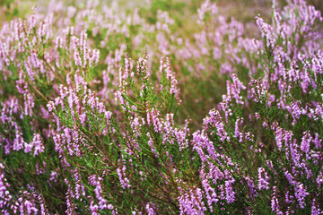 Fototapeta premium Heide
