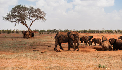 Fototapeta na wymiar Elephants in Tsavo East National Park, Kenya
