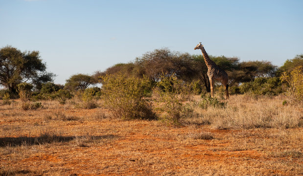 Giraffes in Tsavo East National Park, Kenya