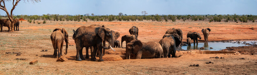 Fototapeta premium Elephants in Tsavo East National Park, Kenya