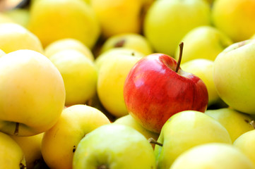 Red apple among group of yellow apples
