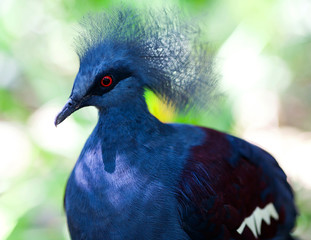 Victoria Crowned Pigeon (Goura Victoria)