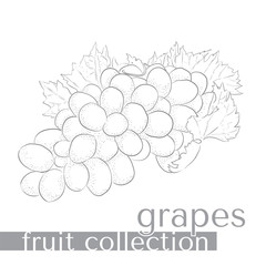 Collection of fruit in a vector. Bunch of grapes.