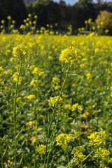 Obraz premium Rapsfeld