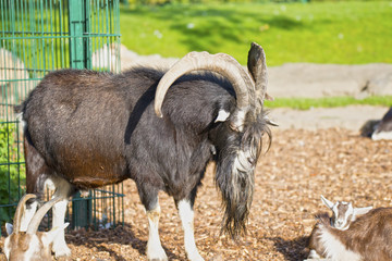 Steinbock, der Chef der Herde